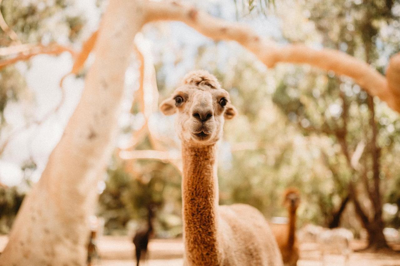 Margaret River Holiday Cottages Екстер'єр фото