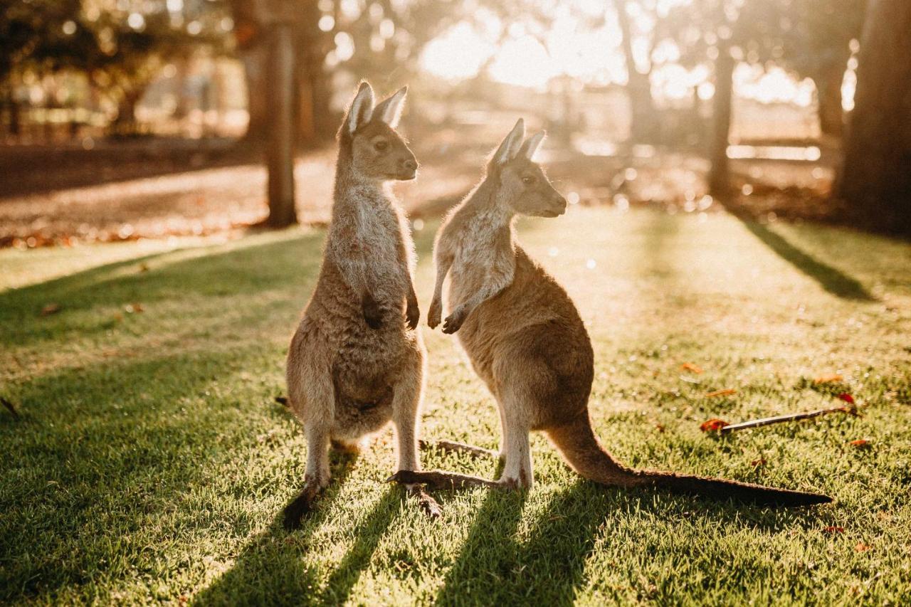 Margaret River Holiday Cottages Екстер'єр фото