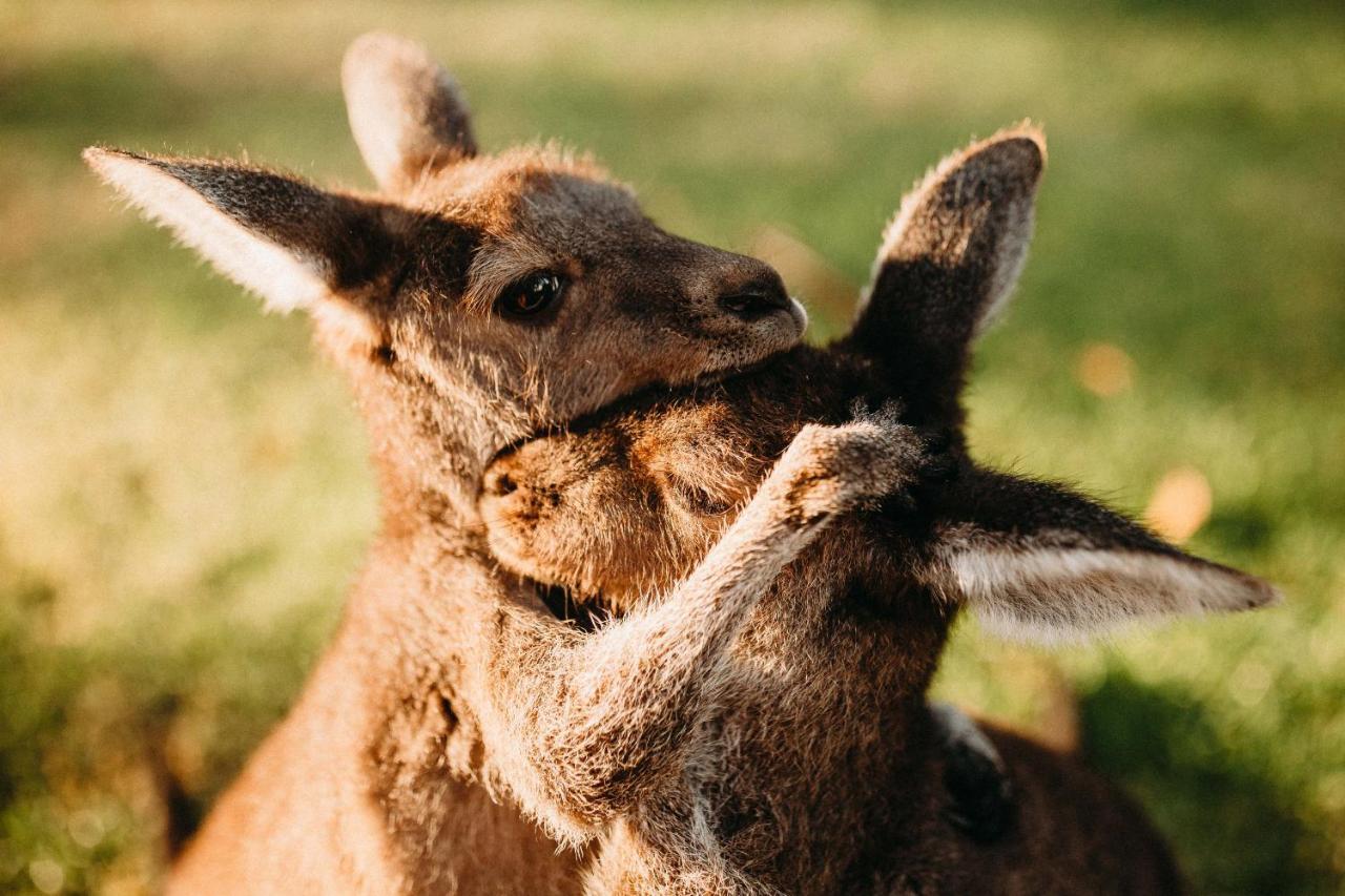 Margaret River Holiday Cottages Екстер'єр фото